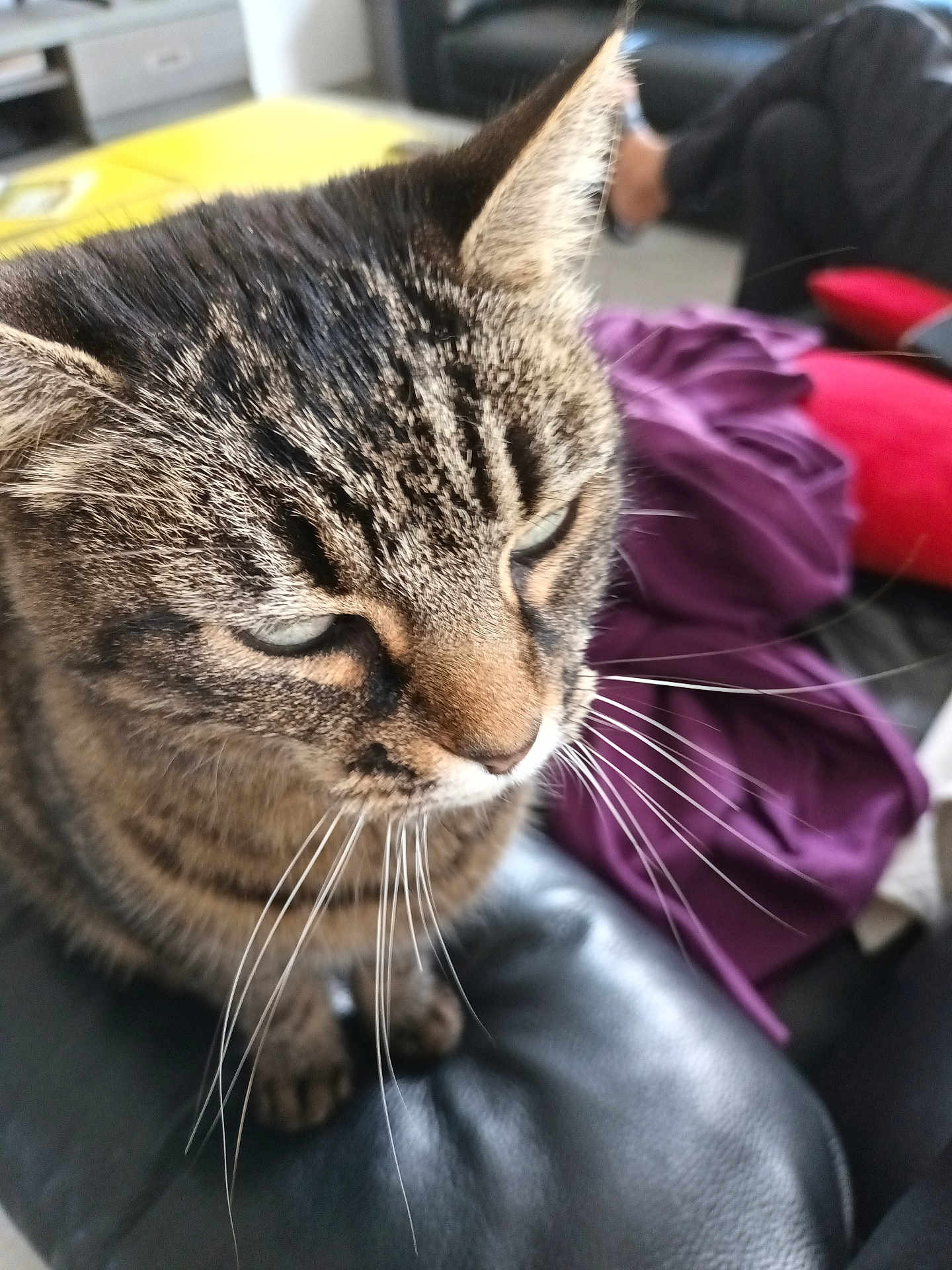 Jade participe au concours pour gagner de l'argent avec cette photo : cat, tabby_cat, whiskers, close_up, indoor, furniture, leather, purple_fabric, blurred_background, pet, animal, sitting, domestic_cat, fur, face, ears, eyes, nose, cozy, house