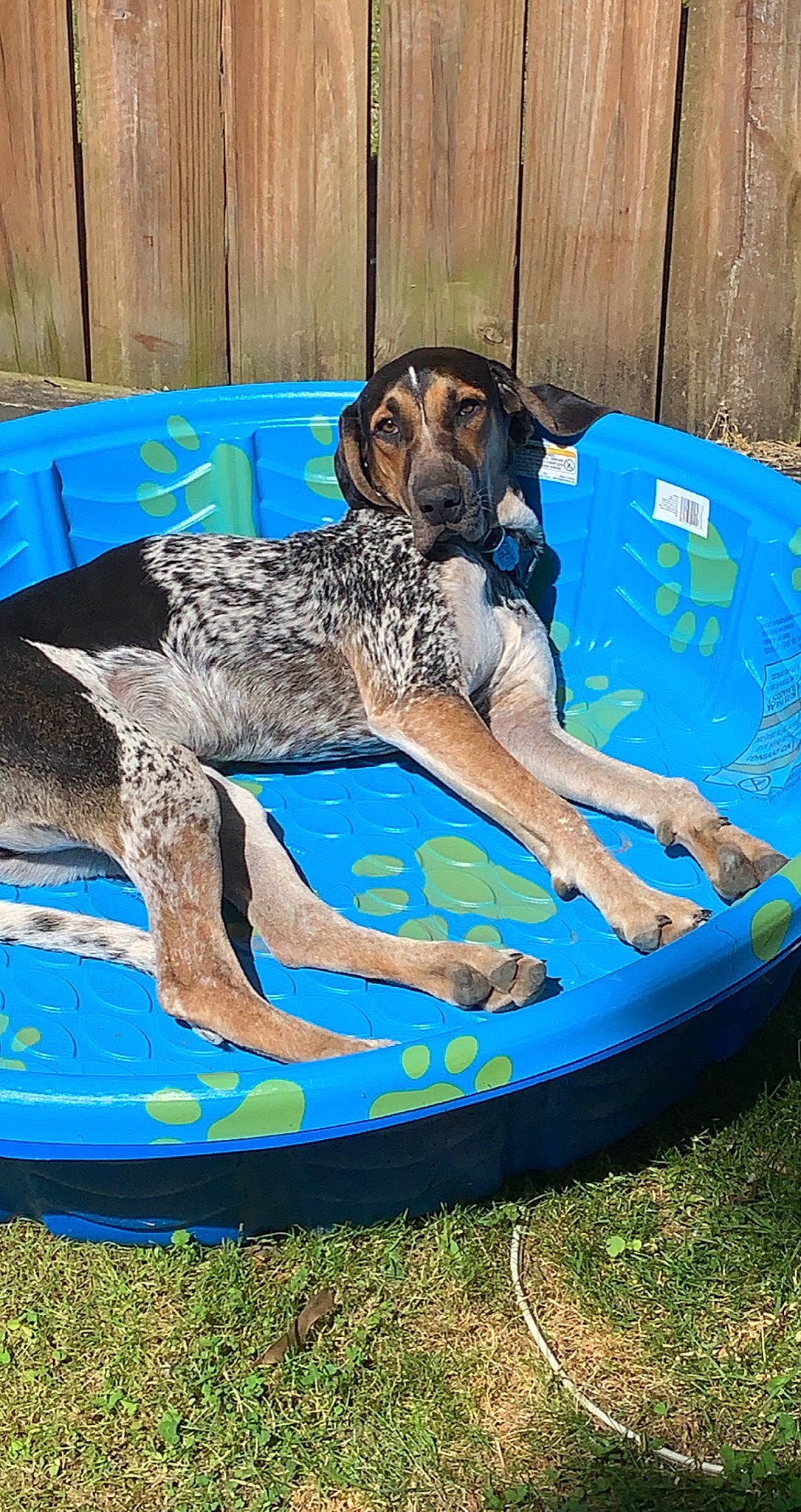 Tucker joined the competition — help win amazing prizes! boats_and_boating_equipment_and_supplies, carnivore, comfort, companion_dog, dog, dog_breed, dog_supply, electric_blue, fun, grass, leisure, liquid, outdoor_furniture, recreation, sporting_group, surfing, water, wind_wave, working_animal, working_dog