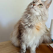 Muffin participe au concours pour gagner de l'argent avec cette photo : calm, cat, cozy, curious, domestic_animal, ears, feline, fluffy, fur, green_eyes, household_items, indoor, long_hair, looking_up, paws, pet, sitting, table, whiskers, wooden_table