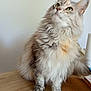 calm, cat, cozy, curious, domestic_animal, ears, feline, fluffy, fur, green_eyes, household_items, indoor, long_hair, looking_up, paws, pet, sitting, table, whiskers, wooden_table