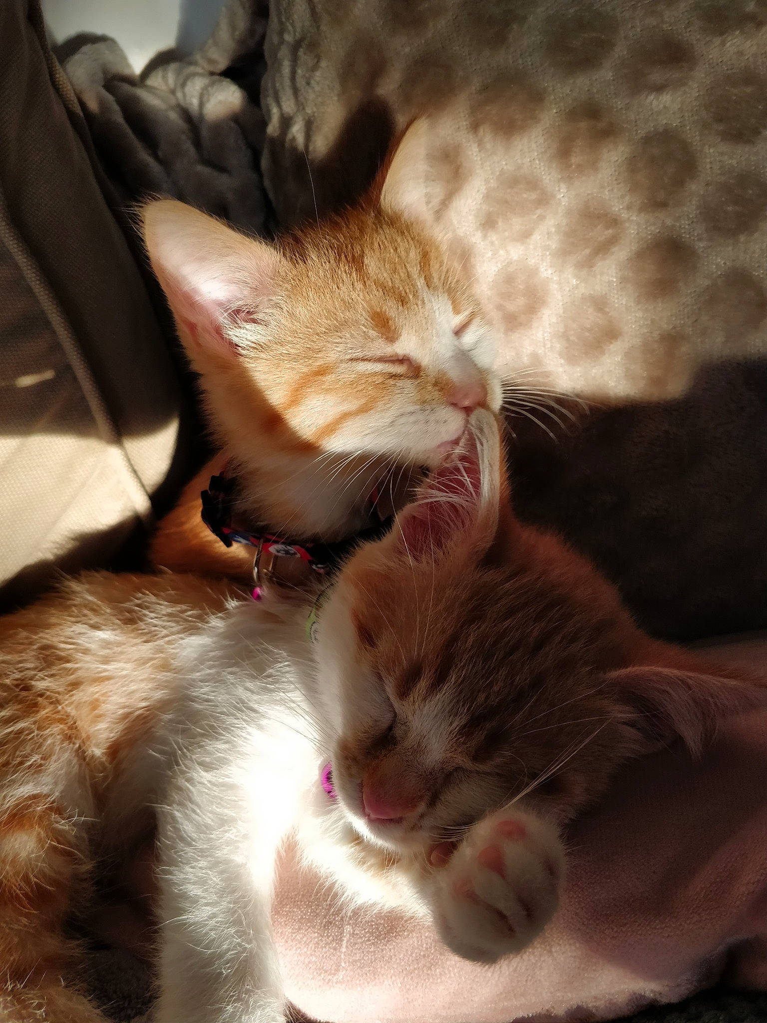 Seven Et Heaven a rejoint le concours — aidez-le/la à gagner de superbes lots ! aegean_cat, asian, carnivore, cat, ear, european_shorthair, fawn, felidae, fur, german_rex, kitten, mammal, nap, nose, paw, singapura, small_to_medium_sized_cats, snout, tabby_cat, whiskers