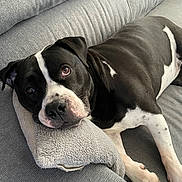 Otto participe au concours pour gagner de l'argent avec cette photo : black_and_white, close_up, companion, couch, couch_cushion, cozy, dog, domestic_animal, eye_contact, home_interior, indoor, laying_down, muzzle, paw, pet, pillow, portrait, relaxed, snout, whiskers