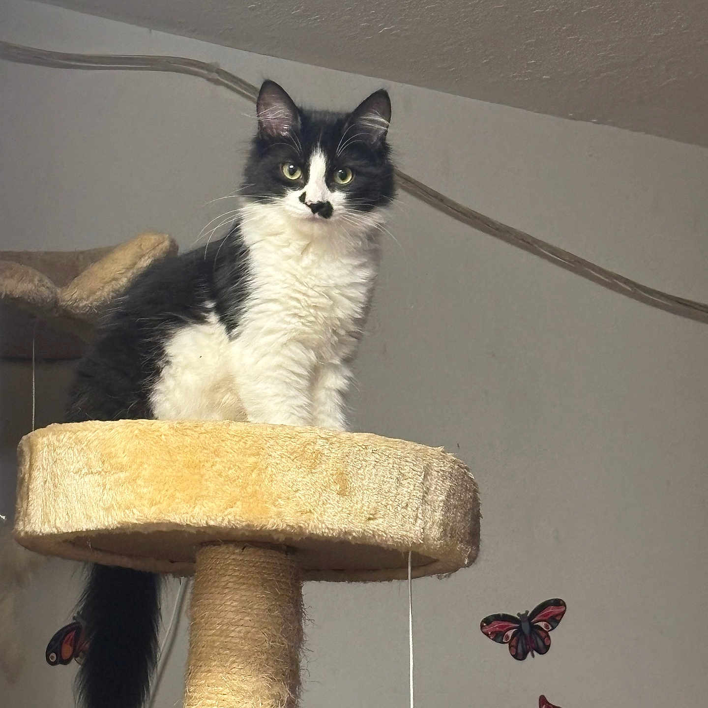 Baby Kii is registered to the contest to win money with this photo: animal, black_and_white, butterfly_stickers, cat, cat_tree, curious, decor, ears, feline, fluffy, fur, furniture, indoor, pet, playful, sitting, tail, toy_mouse, wall, whiskers