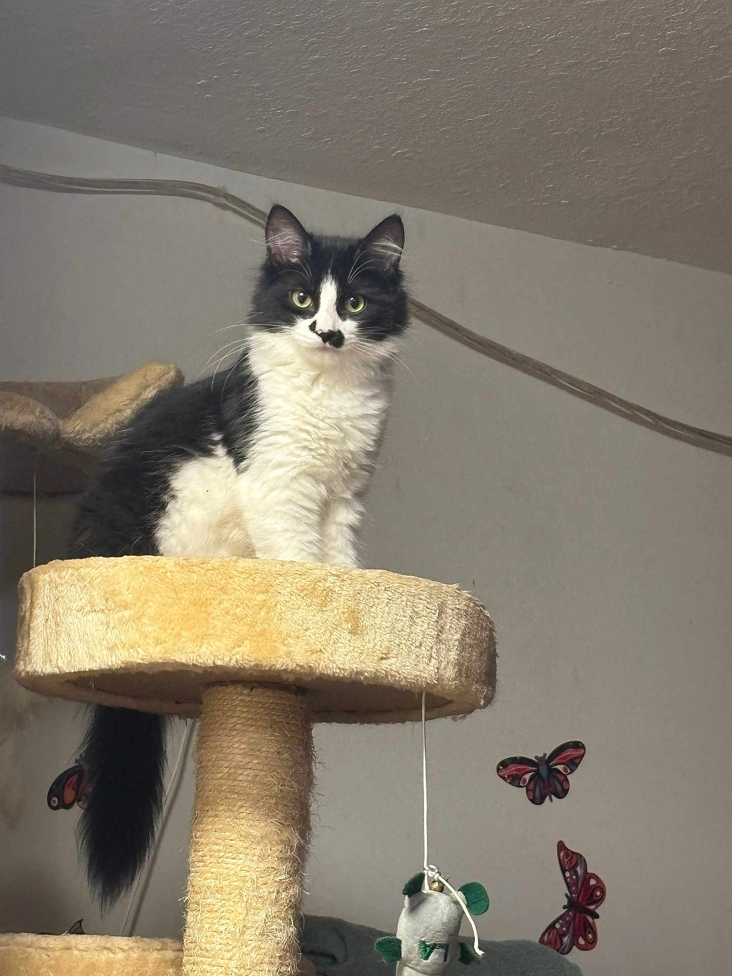 Baby Kii is registered to the contest to win money with this photo: animal, black_and_white, butterfly_stickers, cat, cat_tree, curious, decor, ears, feline, fluffy, fur, furniture, indoor, pet, playful, sitting, tail, toy_mouse, wall, whiskers