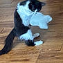 Baby Kii is registered to the contest to win money with this photo: activity, animal, black_and_white, blur, cat, cute, domestic, feline, flooring, fur, indoor, mammal, motion_blur, paw, pet, playing, tail, toy, white, wooden_floor