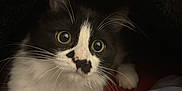 Baby Kii is registered to the contest to win money with this photo: animal, black_and_white, cat, closeup, cozy, curious, cute, domestic, face, fur, furry, indoor, kitten, looking, pet, portrait, small, whiskers, wide_eyes, young