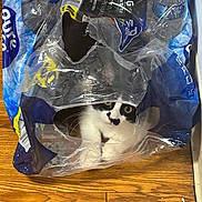Baby Kii joined the competition — help win amazing prizes! animal, black_and_white_cat, cat, container, curious, cute, domestic_cat, face, flooring, hiding, household, indoor, peeking, pet, plastic_packaging, playful, transparent_plastic, water_bottle_pack, whiskers, wooden_floor
