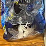 animal, black_and_white_cat, cat, container, curious, cute, domestic_cat, face, flooring, hiding, household, indoor, peeking, pet, plastic_packaging, playful, transparent_plastic, water_bottle_pack, whiskers, wooden_floor