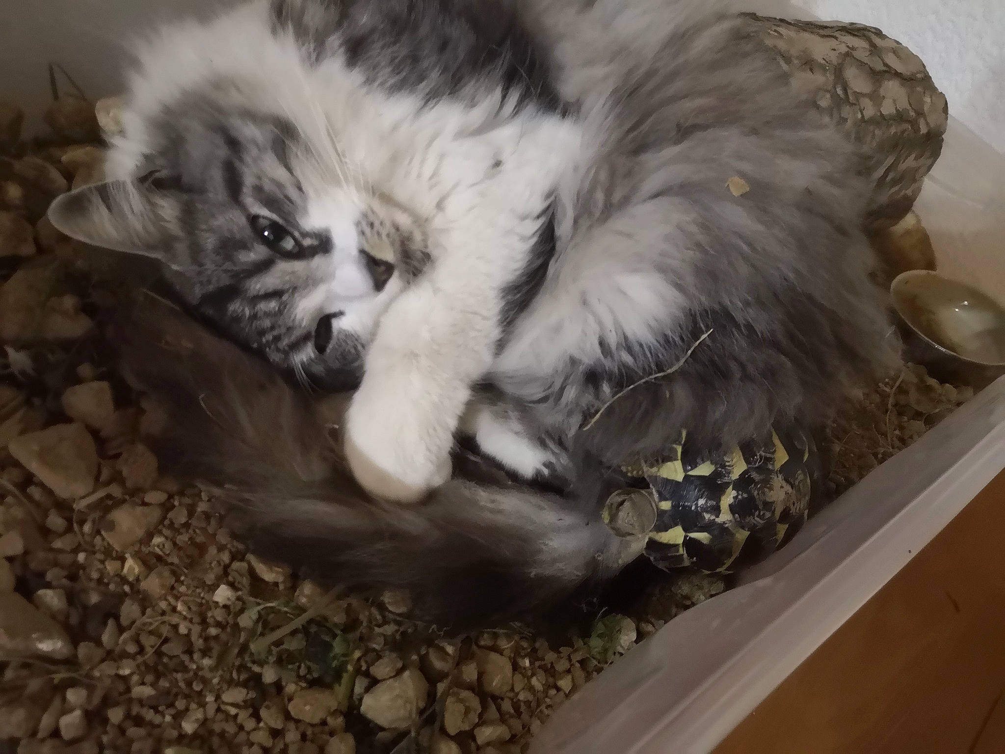 Jupiter a rejoint le concours — aidez-le/la à gagner de superbes lots ! american_curl, british_longhair, carnivore, cat, domestic_long_haired_cat, european_shorthair, felidae, fur, kitten, mammal, norwegian_forest_cat, ragamuffin, scottish_fold, siberian, small_to_medium_sized_cats, whiskers