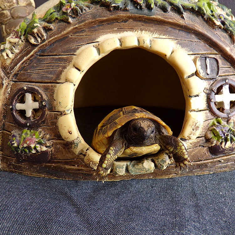 Cokas a rejoint le concours — aidez-le/la à gagner de superbes lots ! carving