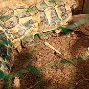 Cokas a rejoint le concours — aidez-le/la à gagner de superbes lots ! adaptation, camouflage, common_snapping_turtle, grass, plant, pond_turtle, reptile, tortoise, turtle, zoo