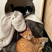 Naruto is registered to the contest to win money with this photo: cat, cats, kitten, orange_tabby, black_and_white_cat, blanket, cozy, pet, indoor, feline, resting, cute, animal, fur, sleeping_area, soft, warm, relaxed, home, comfort