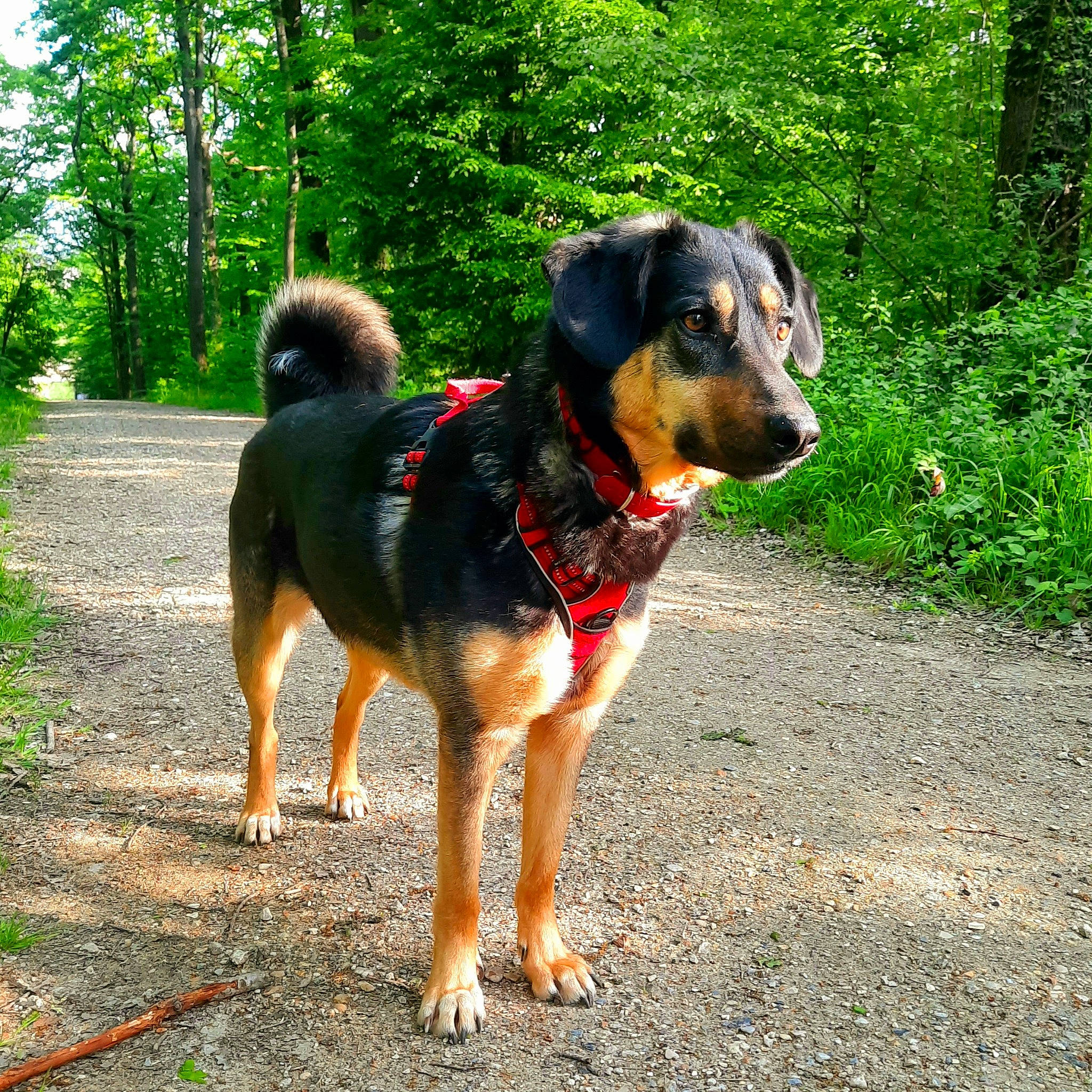 Tessy a rejoint le concours — aidez-le/la à gagner de superbes lots ! adventure, canidae, carnivore, collar, companion_dog, dog, dog_breed, dog_supply, grass, guard_dog, hunting_dog, plant, road_surface, sporting_group, tree, working_animal, working_dog