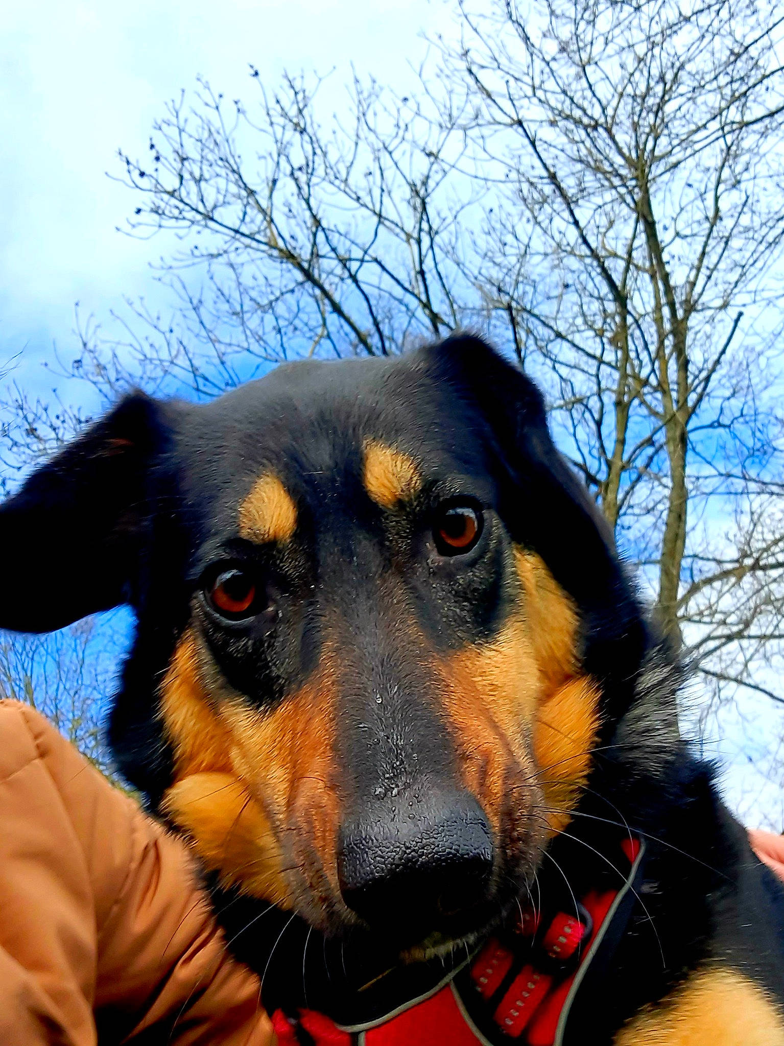 Tessy a rejoint le concours — aidez-le/la à gagner de superbes lots ! canidae, carnivore, cloud, collar, companion_dog, dog, dog_breed, electric_blue, fur, guard_dog, hunting_dog, personal_protective_equipment, rottweiler, sky, snout, sporting_group, tree, winter, working_animal, working_dog