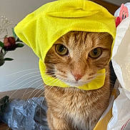 Rami joined the competition — help win amazing prizes! cat, orange_tabby, yellow_bonnet, pet, indoor, close_up, whiskers, curious, animal, domestic, feline, portrait, household_items, table, flower, plastic_bag, fabric, soft_lighting, cute, costume