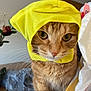 cat, orange_tabby, yellow_bonnet, pet, indoor, close_up, whiskers, curious, animal, domestic, feline, portrait, household_items, table, flower, plastic_bag, fabric, soft_lighting, cute, costume