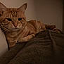 Rami joined the competition — help win amazing prizes! cat, orange_tabby, pet, indoor, feline, resting, cozy, blanket, wall, fur, whiskers, animal, relaxed, domestic_cat, mammal, quiet, home, comfort, sleepy, closeup