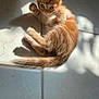 Rami is registered to the contest to win money with this photo: kitten, cat, orange_cat, pet, animal, cute, sunlight, shadow, floor, tile, indoor, young, feline, whiskers, ears, tail, paws, curious, small, fur