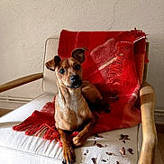 Looping a rejoint le concours — aidez-le/la à gagner de superbes lots ! dog, chair, blanket, red, wooden_armrest, indoor, pet, curious, brown_dog, small_dog, dried_leaves, cozy, relaxed, looking_at_camera, furniture, home, floor, texture, light, shadow