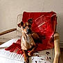 dog, chair, blanket, red, wooden_armrest, indoor, pet, curious, brown_dog, small_dog, dried_leaves, cozy, relaxed, looking_at_camera, furniture, home, floor, texture, light, shadow