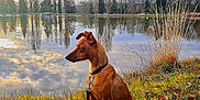 Looping participe au concours pour gagner de l'argent avec cette photo : dog, brown_dog, grass, lake, water, trees, reflection, sky, clouds, outdoor, nature, leash, pet, animal, calm, serene, autumn, landscape, sitting, park