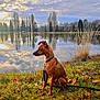 dog, brown_dog, grass, lake, water, trees, reflection, sky, clouds, outdoor, nature, leash, pet, animal, calm, serene, autumn, landscape, sitting, park