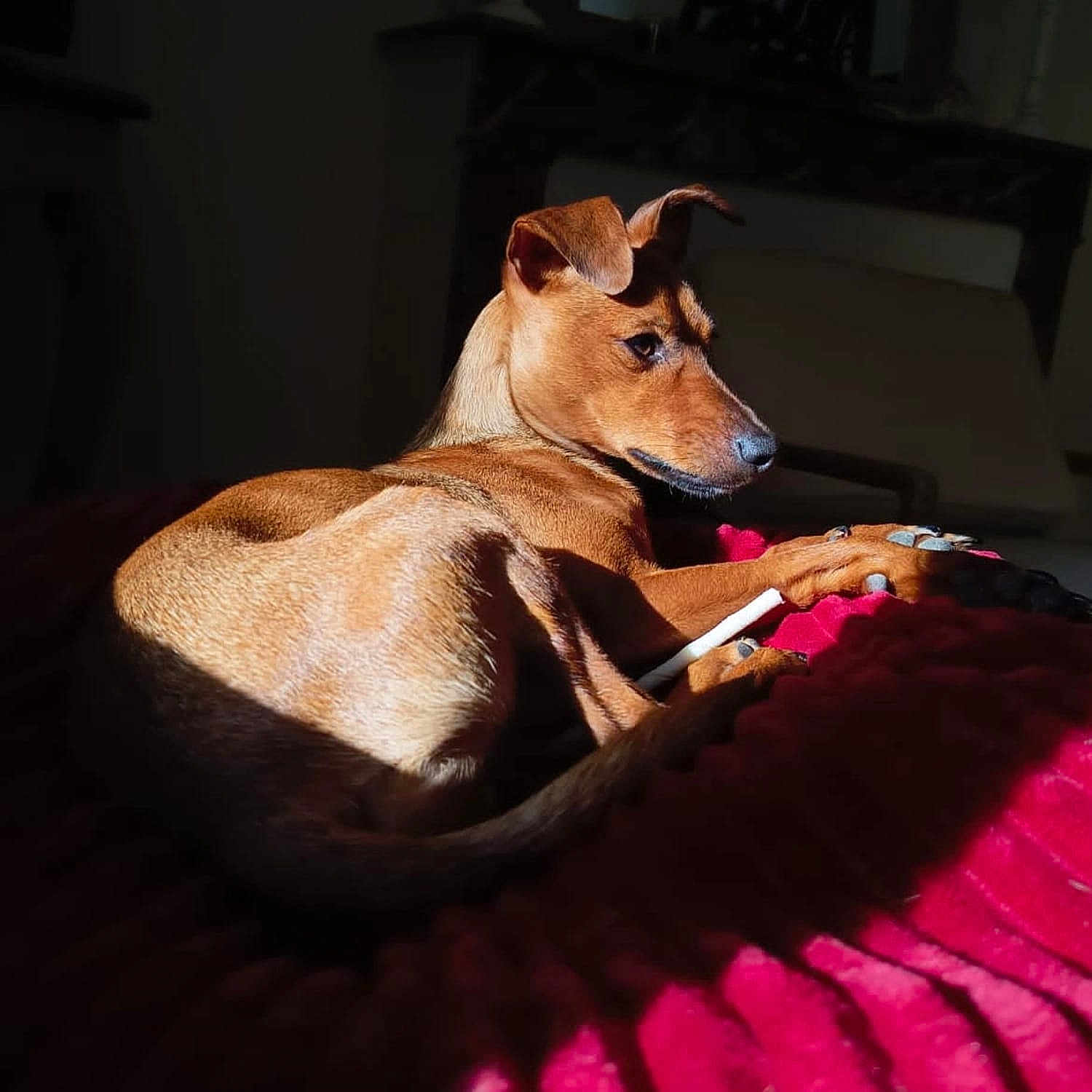 Looping a rejoint le concours — aidez-le/la à gagner de superbes lots ! dog, brown_dog, pet, indoor, blanket, red_blanket, sunlight, shadow, relaxing, animal, canine, fur, resting, cozy, home, comfort, paw, side_view, quiet, warm_light