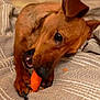 Looping participe au concours pour gagner de l'argent avec cette photo : dog, brown_dog, carrot, chewing, pet, animal, paw, blanket, cushion, indoor, cozy, closeup, fur, snout, ears, teeth, resting, cute, companion, relaxed