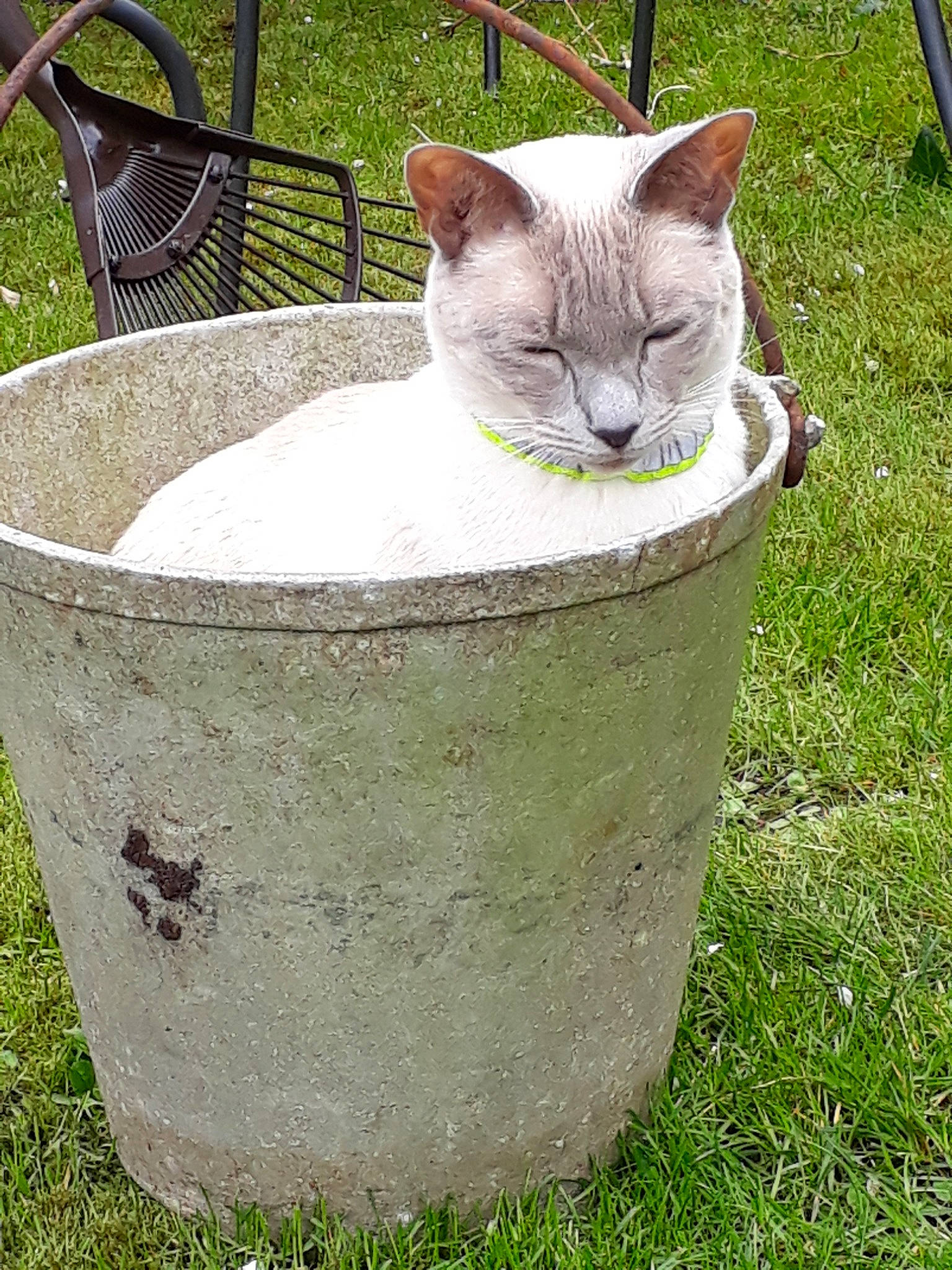 Lizou a rejoint le concours — aidez-le/la à gagner de superbes lots ! cat, cat_like_mammal, domestic_short_haired_cat, fauna, garden, grass, plant, small_to_medium_sized_cats, whiskers