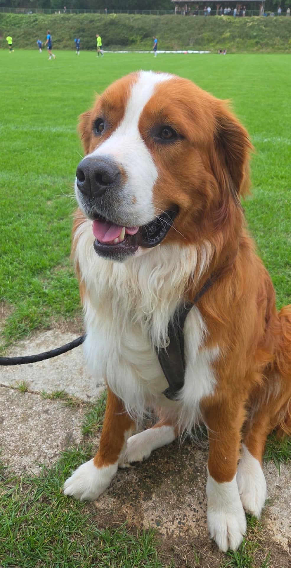 Youpi participe au concours pour gagner de l'argent avec cette photo : dog, brown_and_white, sitting, grass, field, leash, happy, panting, outdoor, sports, people, playing, greenery, canine, pet, fur, animal, daylight, nature, park