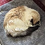 animal, carpet, cat, cozy, curled_up, cute, domestic, feline, fluffy, fur, gray_mat, home, indoor, mammal, pet, quiet, relaxed, resting, sleeping, soft_texture