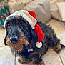 dog, pet, dachshund, wire_haired_dachshund, santa_hat, christmas, holiday, portrait, canine_face, fur, whiskers, eyes, nose, indoors, tiled_floor, blurred_background, present, gift_wrapping, collar, tag