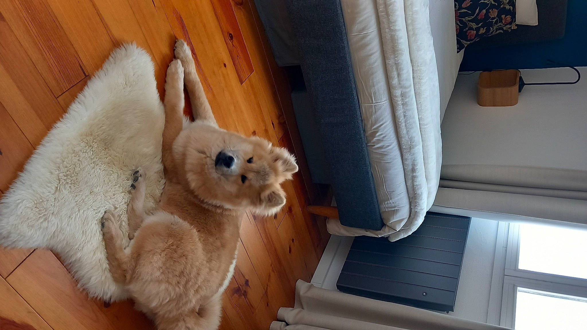 Inox participe au concours pour gagner de l'argent avec cette photo : canidae, carnivore, companion_dog, curtain, dog_breed, fawn, felidae, flooring, fur, hardwood, pet_supply, room, small_to_medium_sized_cats, snout, sporting_group, stuffed_toy, tail, whiskers, wood, working_animal