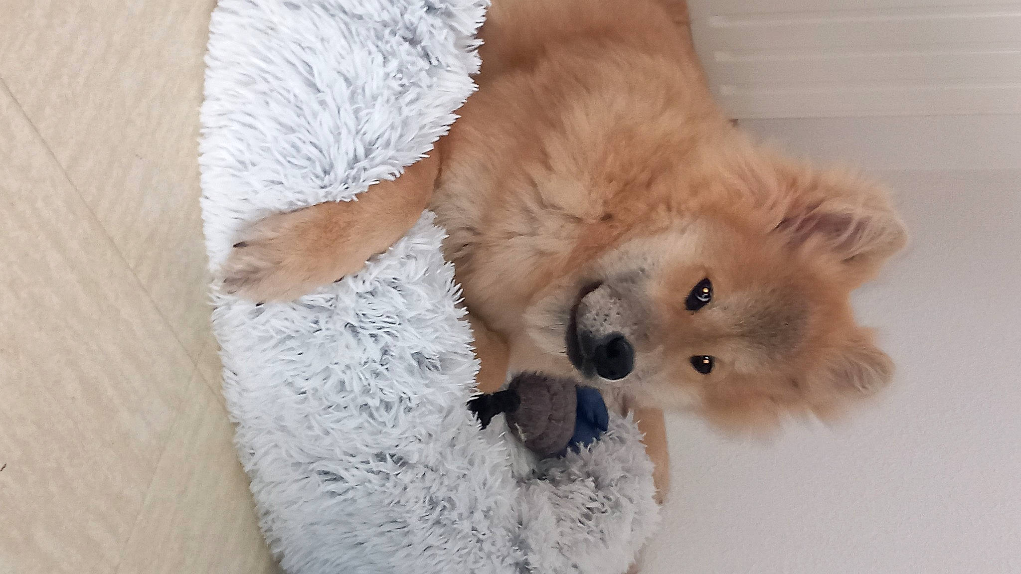 Inox a rejoint le concours — aidez-le/la à gagner de superbes lots ! canidae, carnivore, comfort, companion_dog, dog, dog_breed, dog_supply, fawn, fur, german_spitz, german_spitz_klein, paw, pet_supply, snout, snow, spitz, sporting_group, stuffed_toy, whiskers, working_animal