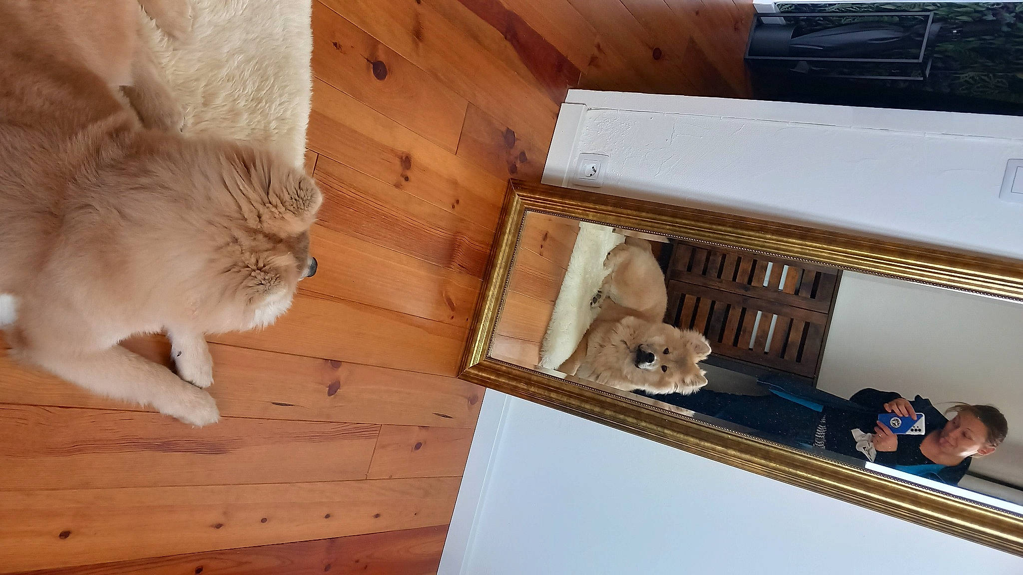 Inox a rejoint le concours — aidez-le/la à gagner de superbes lots ! box, brown, cardboard, carnivore, cat, domestic_short_haired_cat, fawn, felidae, flooring, fur, hardwood, pet_supply, plywood, small_to_medium_sized_cats, tail, vertebrate, whiskers, wood, wood_flooring, wood_stain