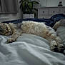 cat, sleeping, bed, white_bedspread, fluffy, paws, tail, indoor, furniture, dresser, curtains, plant, relaxing, cozy, pet, animal, resting, fur, quiet, comfortable