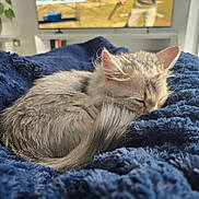 Mishka is registered to the contest to win money with this photo: kitten, cat, sleeping, fluffy, blanket, blue, cozy, indoor, furniture, television, home, pet, resting, fur, tail, domestic, cute, animal, relaxation, nap
