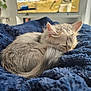 kitten, cat, sleeping, fluffy, blanket, blue, cozy, indoor, furniture, television, home, pet, resting, fur, tail, domestic, cute, animal, relaxation, nap