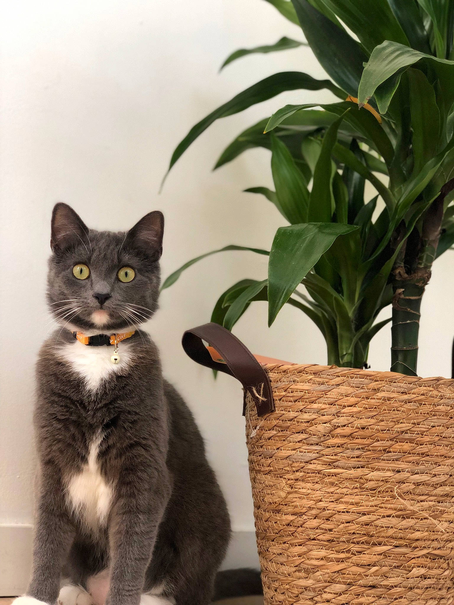 Oseille a rejoint le concours — aidez-le/la à gagner de superbes lots ! black_cat, carnivore, cat, comfort, domestic_short_haired_cat, eye, felidae, flowerpot, fur, grass, houseplant, paw, plant, sitting, small_to_medium_sized_cats, snout, tail, tree, whiskers, window