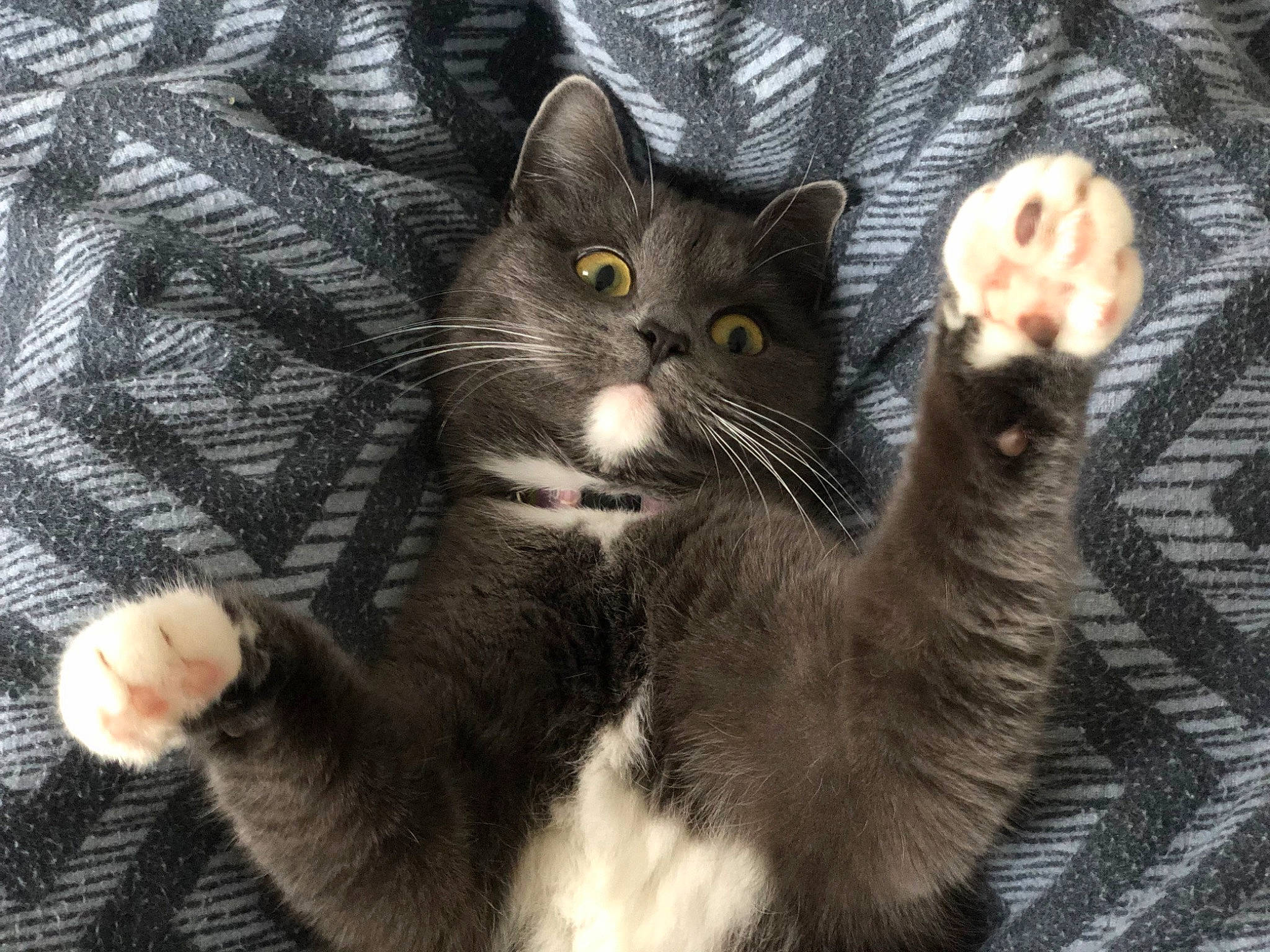 Oseille participe au concours pour gagner de l'argent avec cette photo : black_cat, carnivore, cat, claw, comfort, domestic_short_haired_cat, felidae, fur, gesture, grey, paw, small_to_medium_sized_cats, snout, tail, terrestrial_animal, whiskers