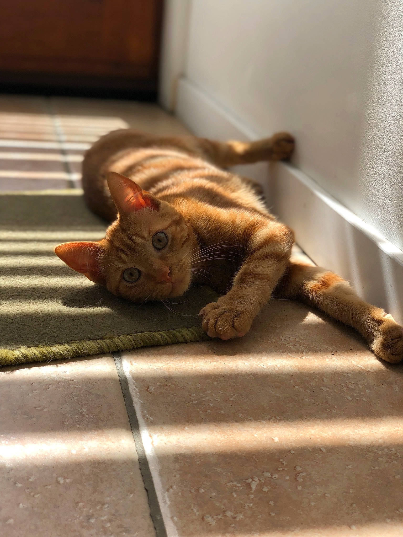 Milo participe au concours pour gagner de l'argent avec cette photo : carnivore, cat, claw, comfort, domestic_short_haired_cat, fawn, felidae, flooring, fur, hardwood, metal, paw, small_to_medium_sized_cats, snout, tail, terrestrial_animal, whiskers, wildlife, window, wood