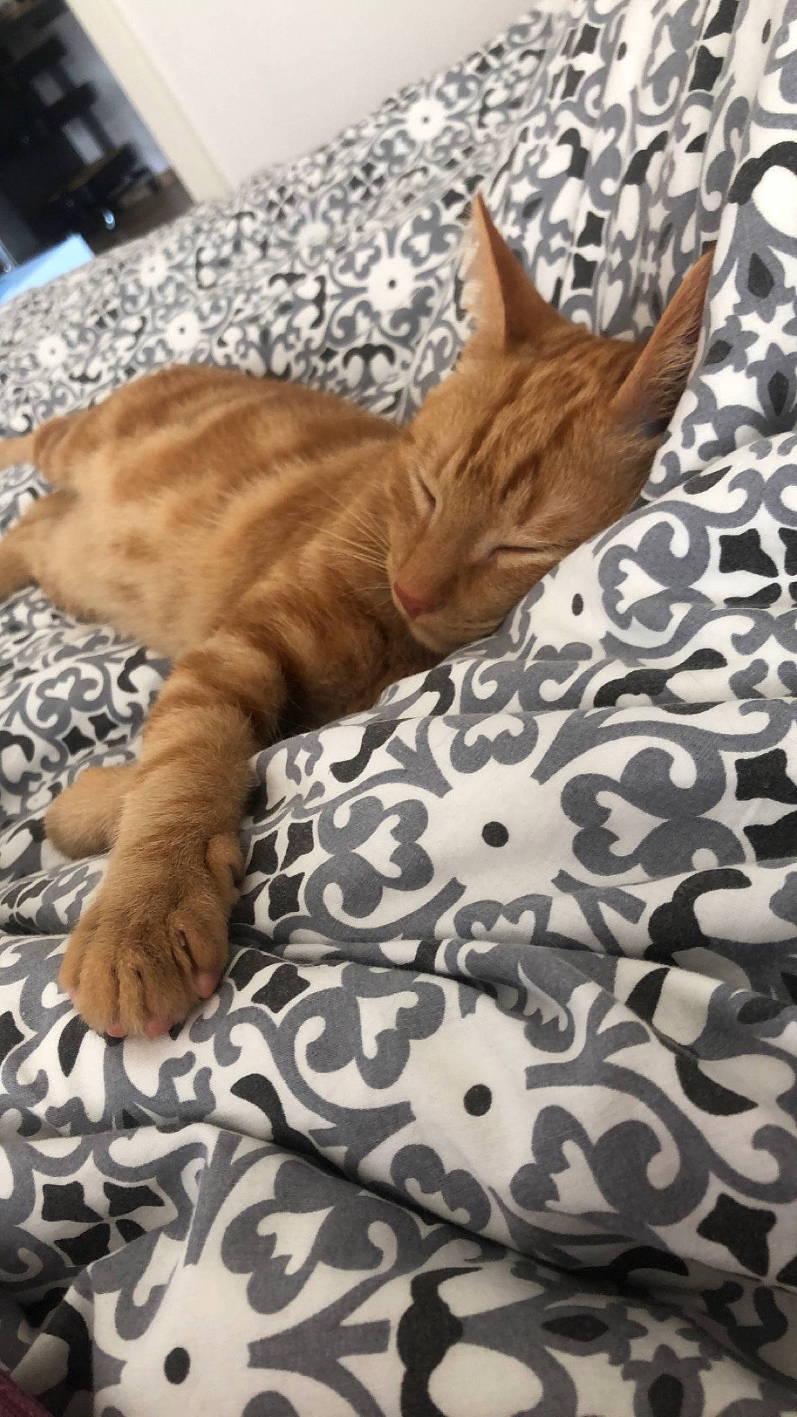 Milo a rejoint le concours — aidez-le/la à gagner de superbes lots ! bedding, carnivore, cat, claw, comfort, domestic_short_haired_cat, fawn, felidae, flooring, fur, linens, paw, room, small_to_medium_sized_cats, snout, tail, terrestrial_animal, tree, whiskers, wood