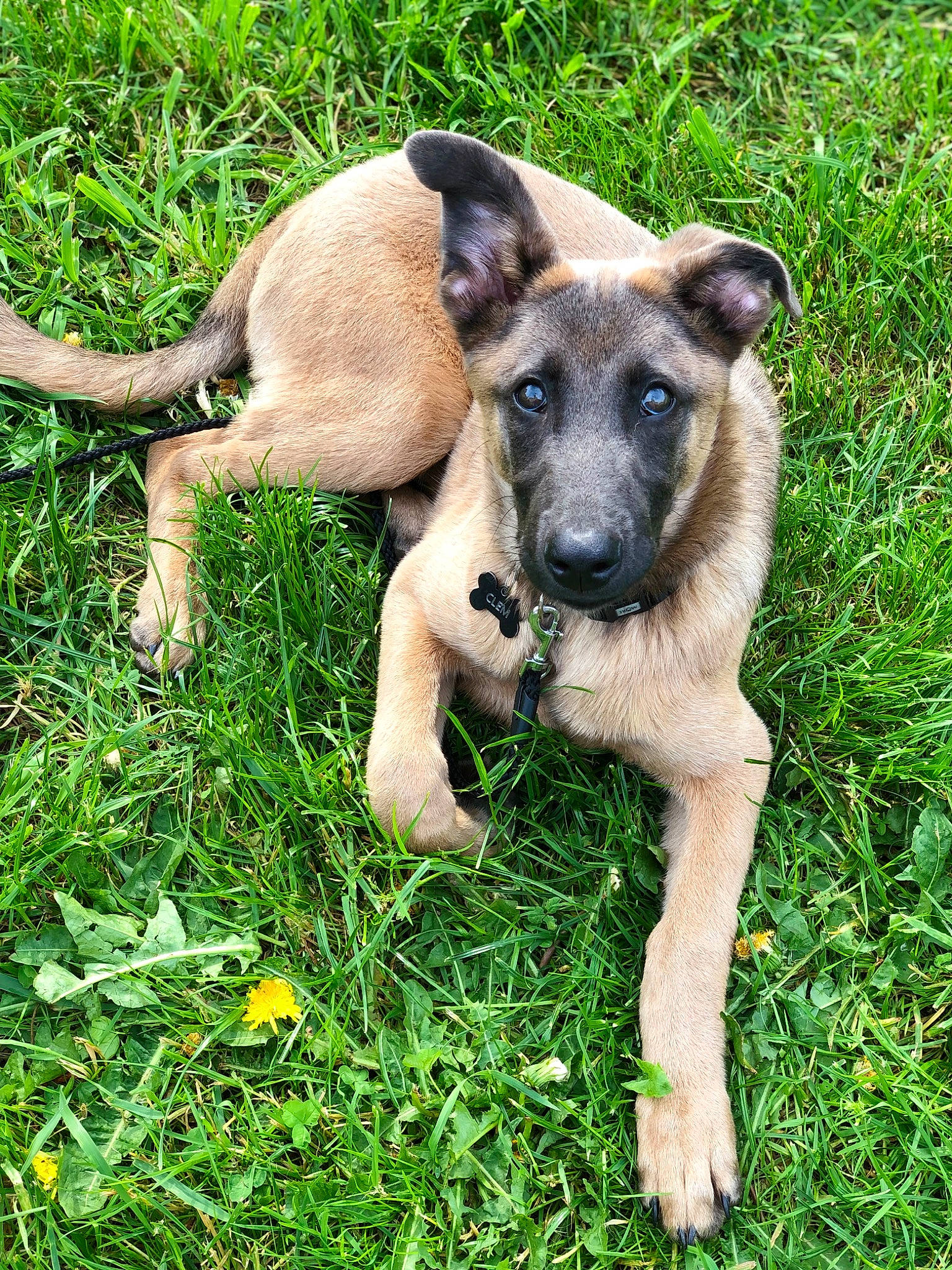 Clem a rejoint le concours — aidez-le/la à gagner de superbes lots ! canidae, carnivore, companion_dog, dog, dog_breed, german_shepherd_dog, grass, herding_dog, plant, puppy, snout, sporting_group, terrestrial_animal, working_animal, working_dog