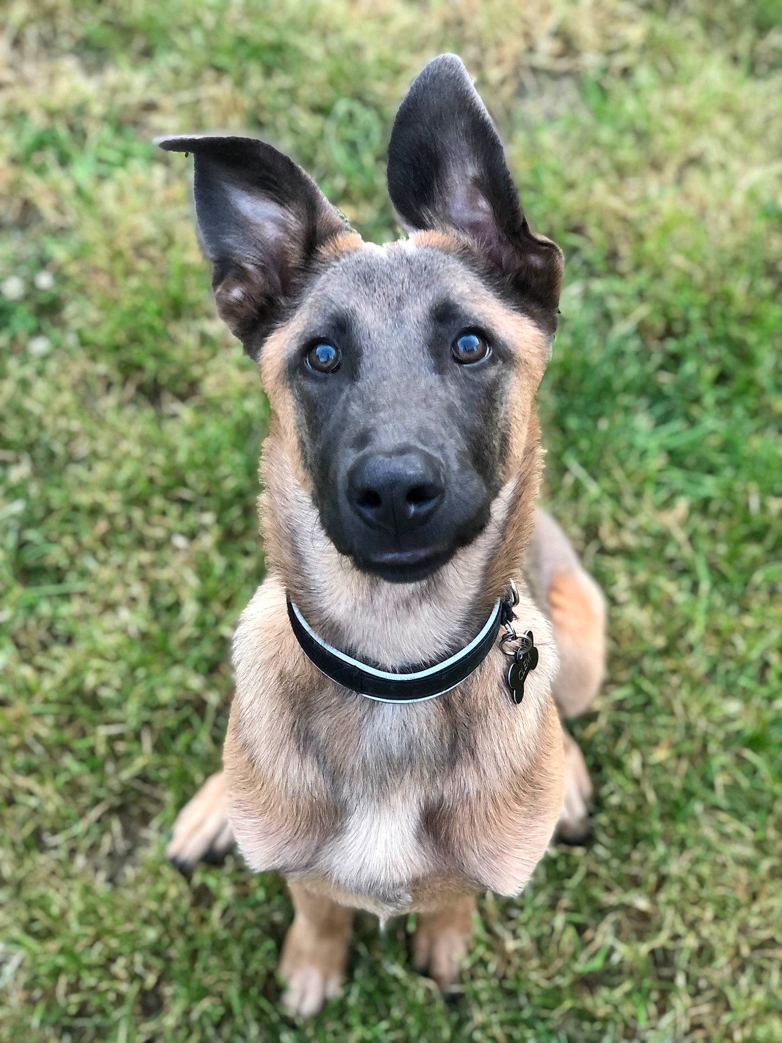 Clem participe au concours pour gagner de l'argent avec cette photo : canidae, carnivore, collar, companion_dog, dog, dog_breed, dog_collar, dog_supply, eye, fawn, fur, grass, pet_supply, plant, snout, sporting_group, terrestrial_animal, whiskers, working_animal, working_dog