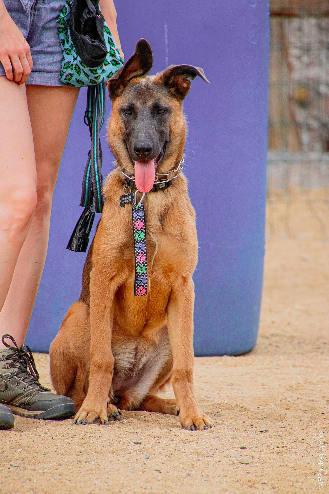 Clem a rejoint le concours — aidez-le/la à gagner de superbes lots ! ancient_dog_breeds, canidae, carnivore, collar, companion_dog, dog, dog_breed, dog_collar, dog_supply, fawn, foot, giant_dog_breed, human_leg, leash, pet_supply, sandal, sporting_group, thigh, working_animal, working_dog