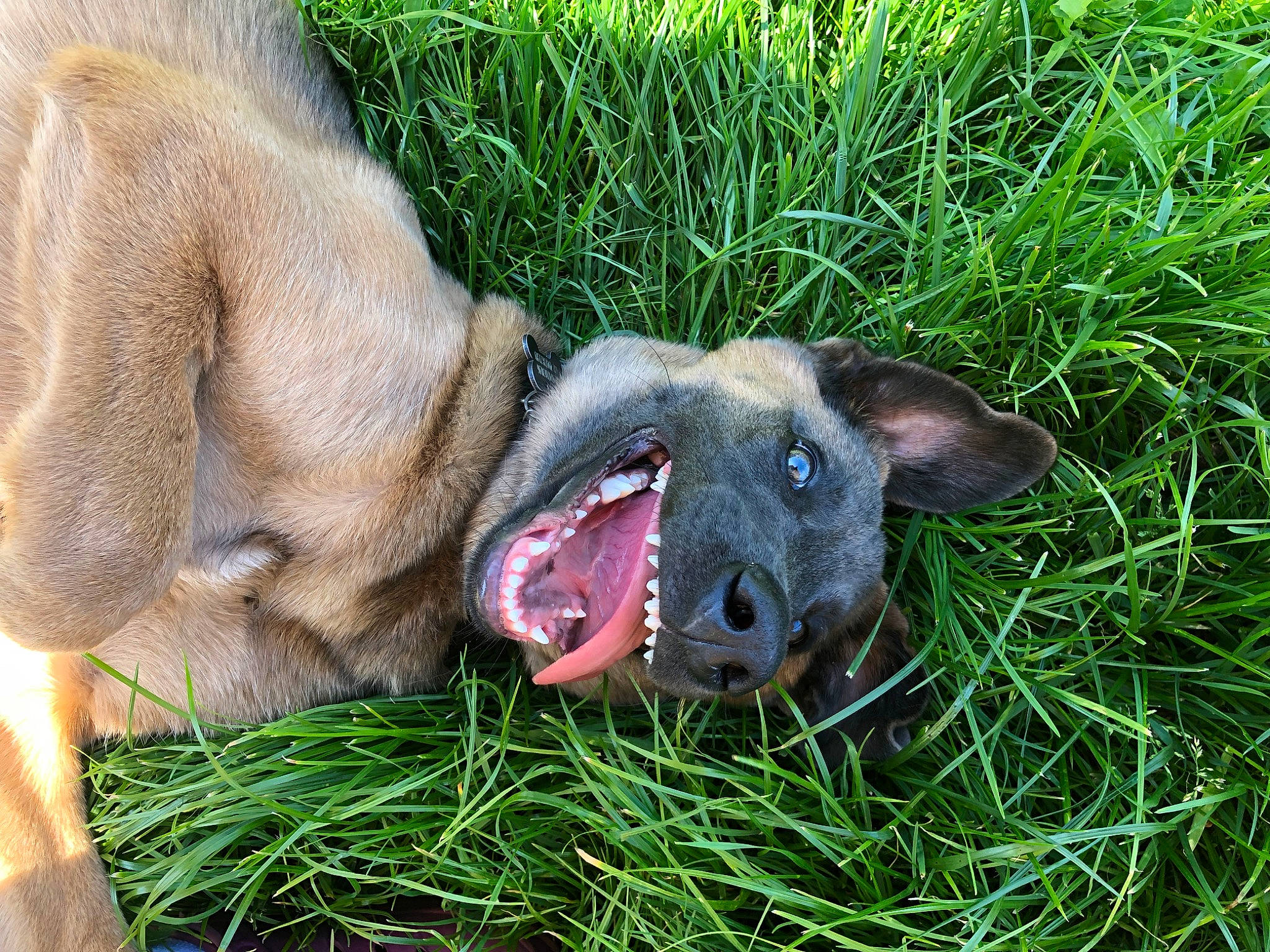 Clem participe au concours pour gagner de l'argent avec cette photo : canidae, carnivore, companion_dog, dog, dog_breed, fawn, fur, grass, grassland, groundcover, herbaceous_plant, non_sporting_group, paw, plant, snout, sporting_group, terrestrial_animal, whiskers, wildlife, working_animal