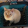 Killua joined the competition — help win amazing prizes! basket, blue_eyes, carpet, cat, close_up, cozy, cream_colored, curious, domestic_cat, ears, feline, indoor, looking_up, patterned_carpet, paws, pet, plastic_basket, sitting, tail, whiskers