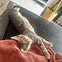 Aïka participe au concours pour gagner de l'argent avec cette photo : cat, kitten, sleeping, gray_tabby, blanket, couch, furniture, television, cabinet, plant, basket, indoor, cozy, resting, pet, fur, whiskers, paw, living_room, relaxation