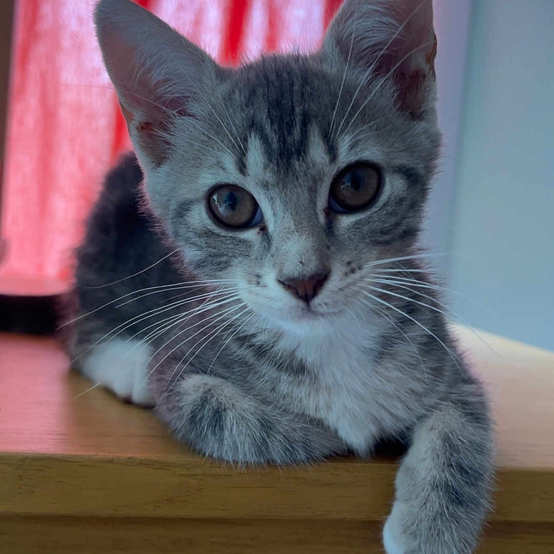 Aïka participe au concours pour gagner de l'argent avec cette photo : animal, background_curtain, cat, closeup, curious, cute, domestic_cat, ears, eyes, feline, gray_tabby, indoor, kitten, paw, pet, portrait, resting, whiskers, wooden_surface, young
