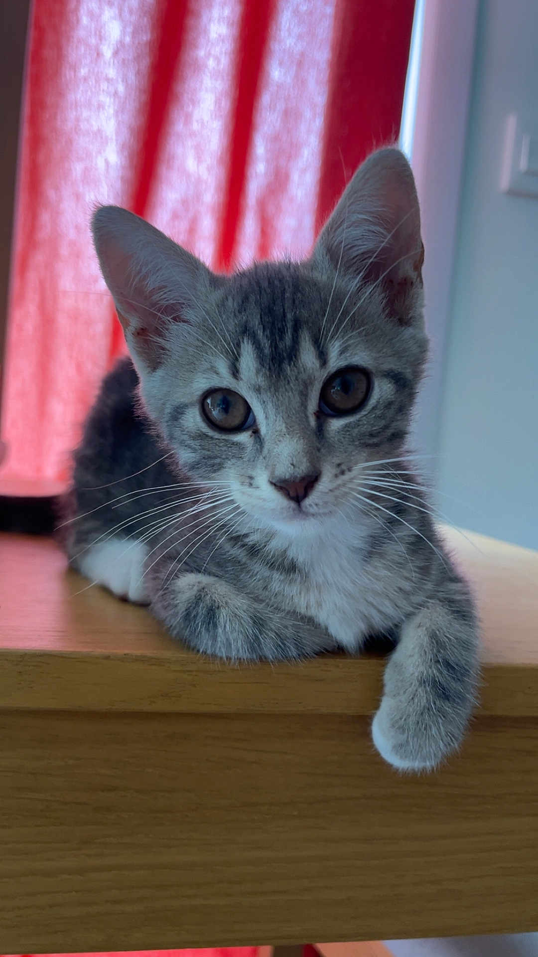 Aïka participe au concours pour gagner de l'argent avec cette photo : kitten, cat, gray_tabby, whiskers, wooden_surface, indoor, pet, curious, cute, feline, animal, young, eyes, ears, paw, resting, portrait, domestic_cat, closeup, background_curtain